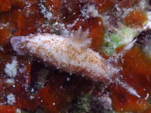 フジタウミウシ属の1種3