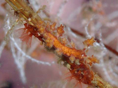 ヒイラギウミウシ