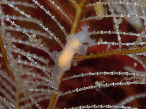 オキウミウシ属の仲間1
