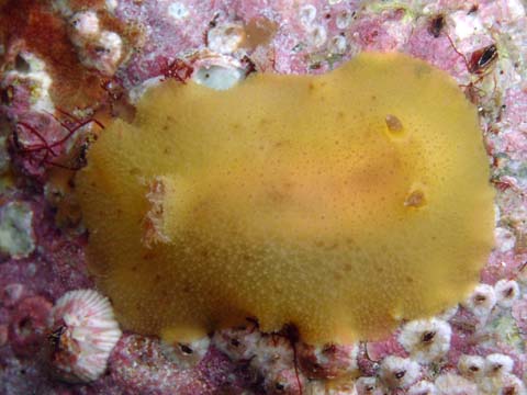 ドーリス科の1種3