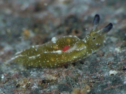 クロミドリガイ