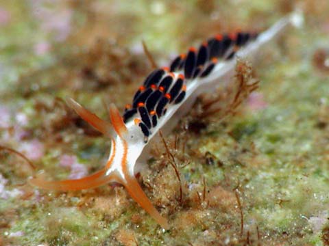 フタスジミノウミウシ