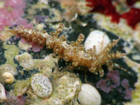 ホソエラワグシウミウシ