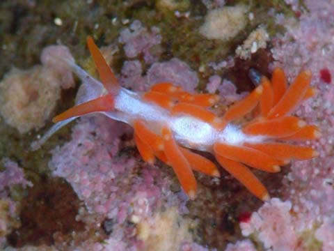 アオミノウミウシ科の1種2