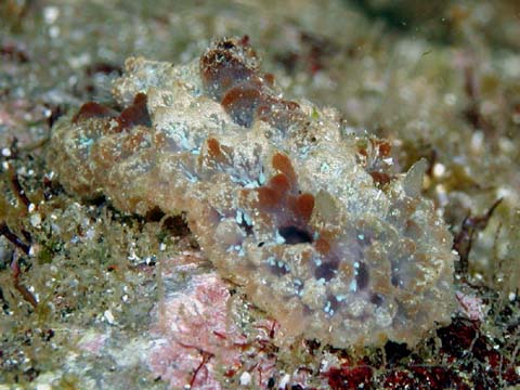 スポンジウミウシ