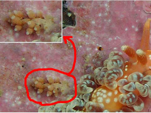 コマユミノウミウシ