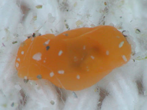 フィリネ・トラペジア