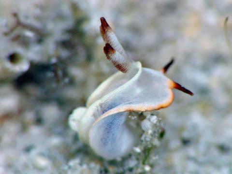 ネコジタウミウシ属の1種1