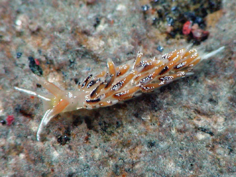 ミノウミウシ亜目の仲間3