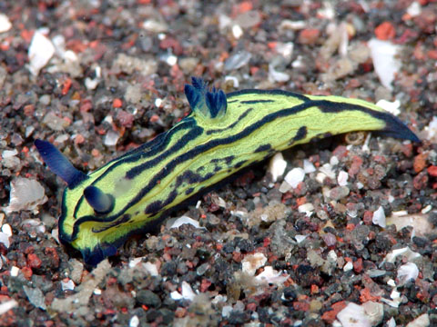 ニシキリュウグウウミウシ属の1種1