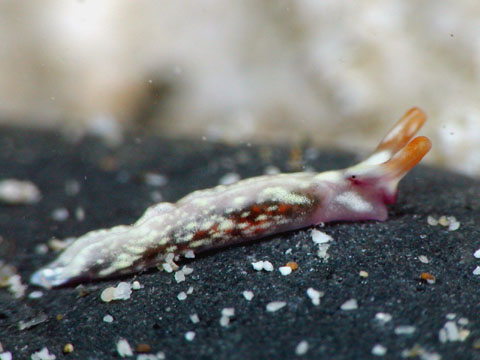 トゥリディラ属の仲間2