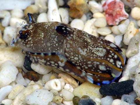 カラスキセワタ