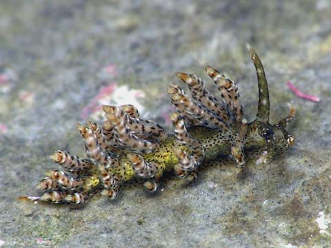 ホリミノウミウシ属の仲間7