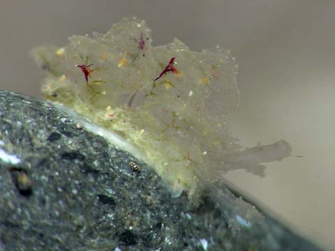 カンランウミウシ