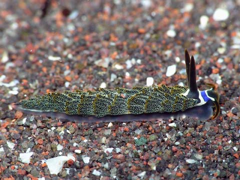 ミノウミウシ亜目の仲間11