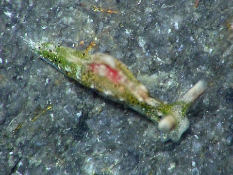 ゴクラクミドリガイ科の不明種2