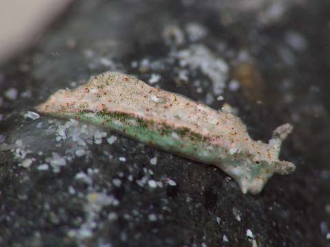 アカボシミドリガイ