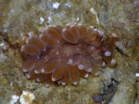 ヘルウィエッラの仲間1