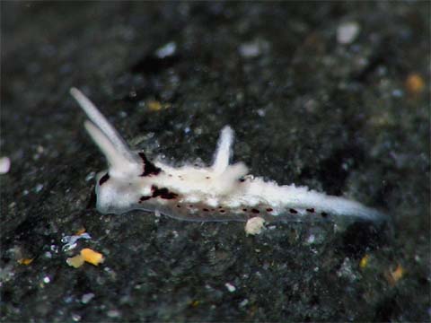 ネコジタウミウシ科の1種