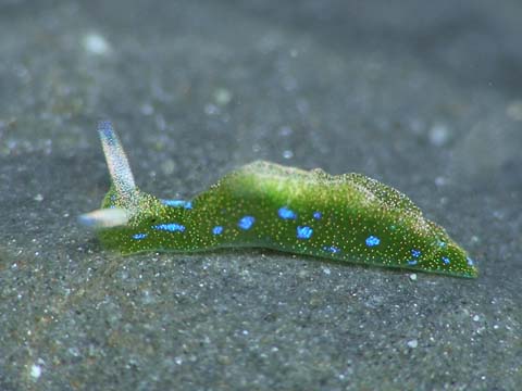 アオボシミドリガイ