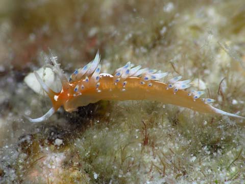 ヒブサミノウミウシの仲間1