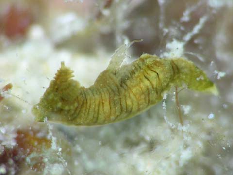 チャイロオウカンウミウシ