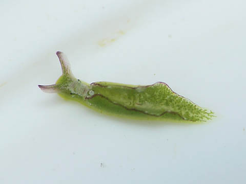 ゴクラクミドリガイ属の1種10