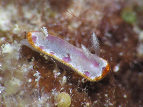 イロウミウシ科の1種3