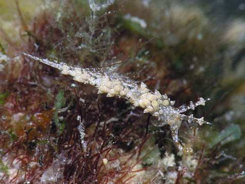 キャロットシードミノウミウシの仲間