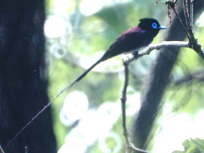 サンコウチョウ