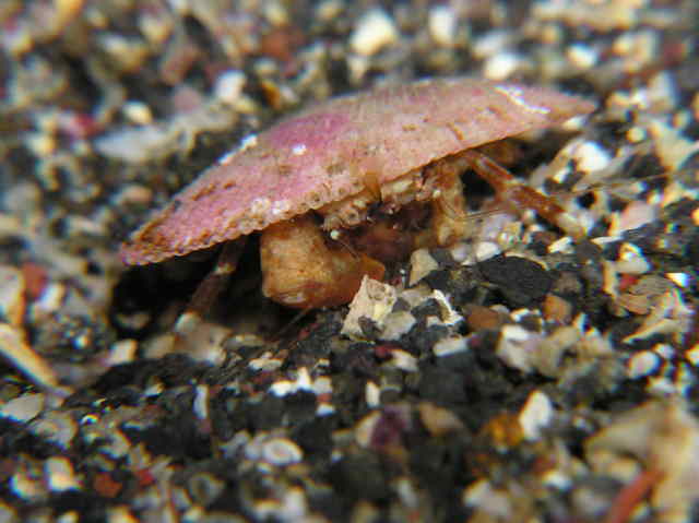 マルミカイガラカツギ