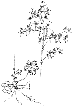 ダイモンジソウ