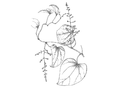 オオツヅラフジ