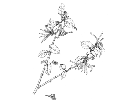 トキワマンサク