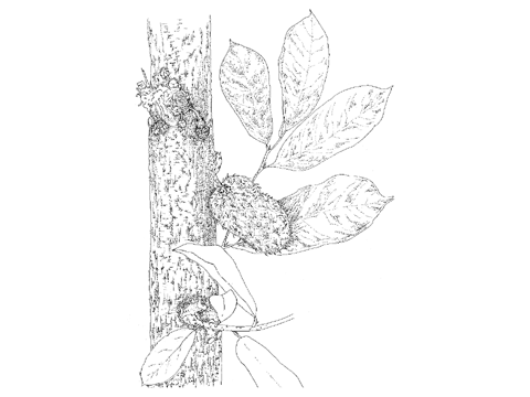 トゲバンレイシ