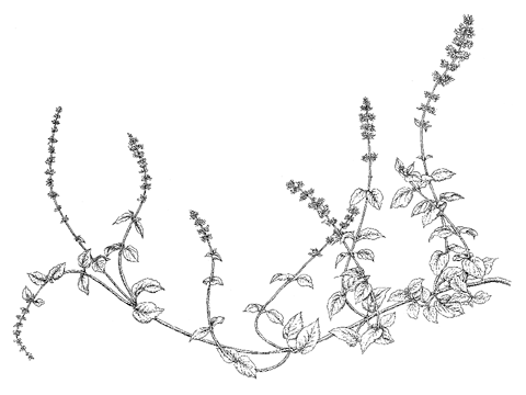 ぺニーロイヤルミント