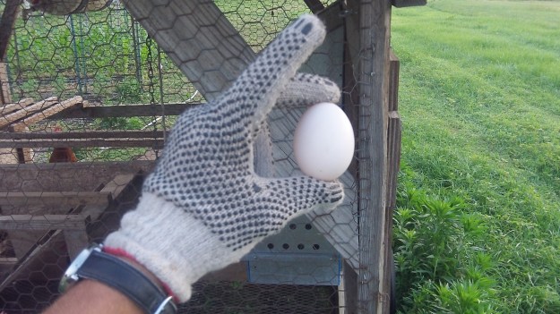 Egg-OK