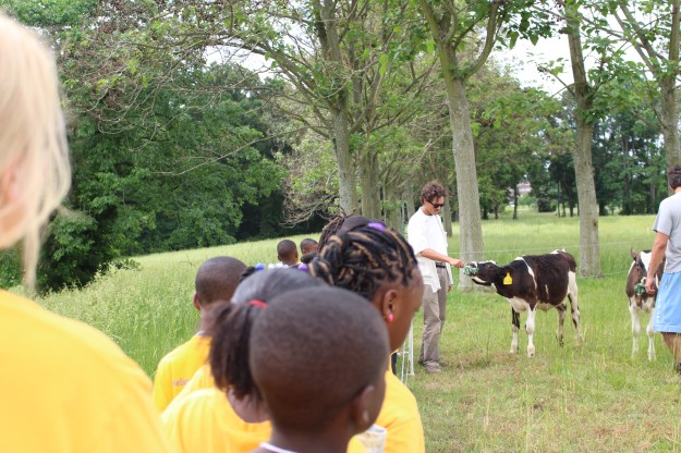 as well as getting up close and personal with our young steers.