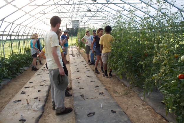 interns high tunnel