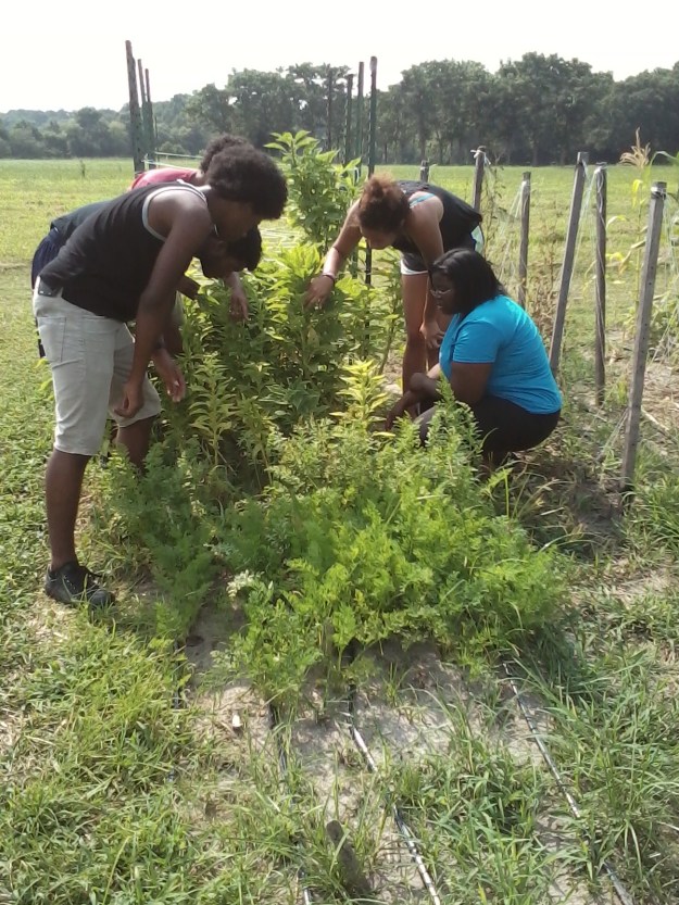 SWARM IPM