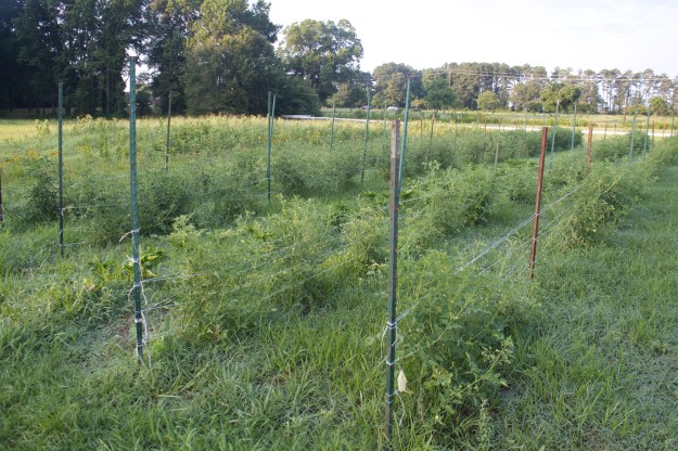 tomatoes in field 2