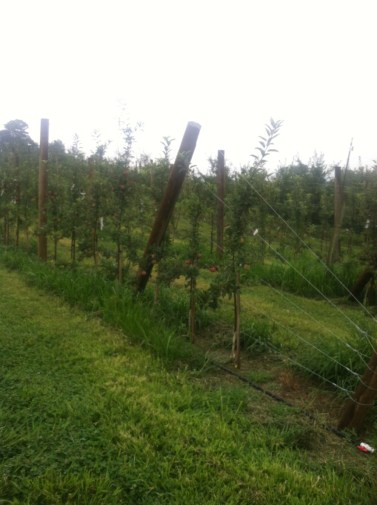High Density fruit trellising method