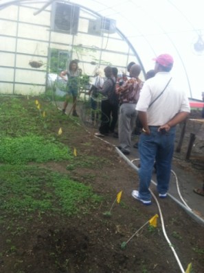 Marisa explaining our lablab cover crop. Lablab is a tropical legume native to Africa