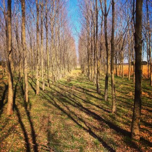 Justin blog 5