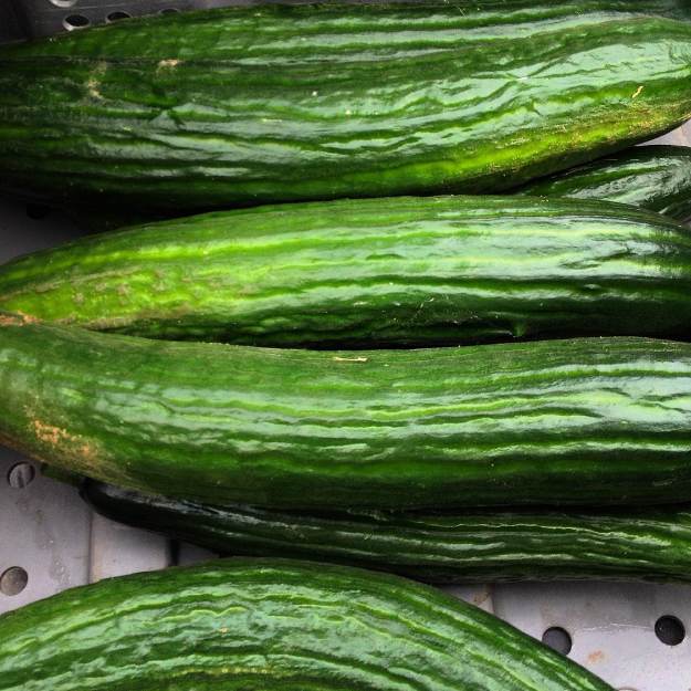 Huge high tunnel Tyria cucumbers.
