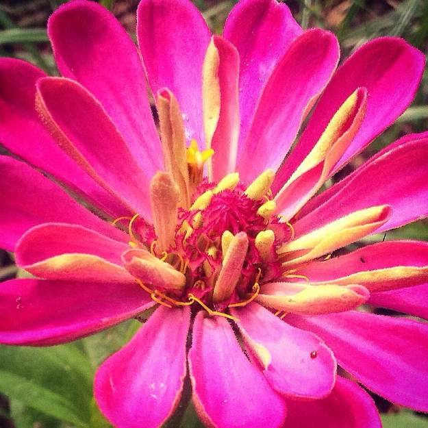 County Fair Blend zinnia.