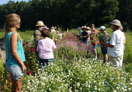 Perry Winkle Farm grower Cathy Jones let us loose in one of her gomphrena beds to practice harvest techniques. Photo Credit, Debbie Roos