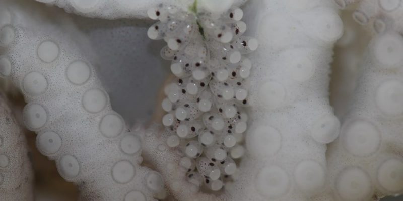 pulpo reproduccion