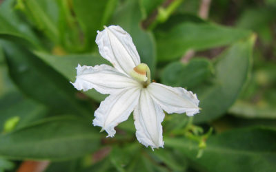 “Hapa”: A Unique Case of Cultural Appropriation by Multiracial Asian Americans?