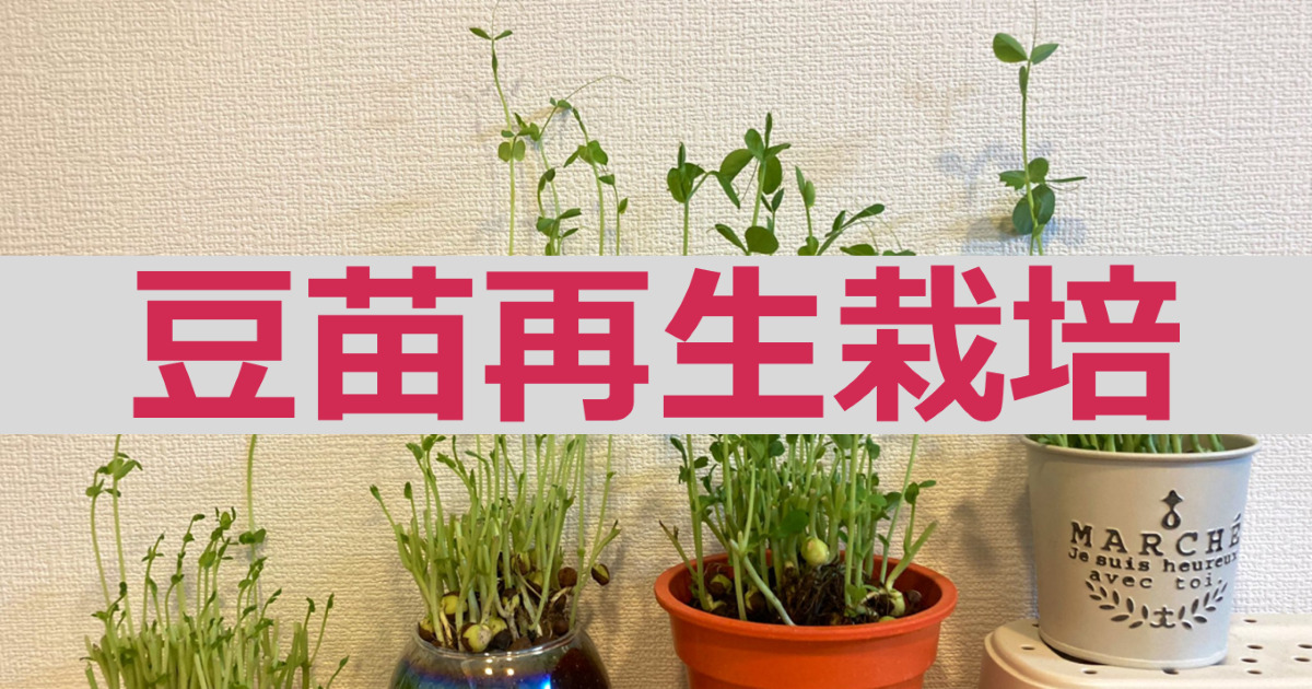 豆苗再生栽培